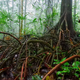 Myristica swamps are relict tropical ecosystems thought to be millions of years old and are spread across the Western Ghats in Kerala, Karanataka, Goa and were recently discovered in Maharashtra.